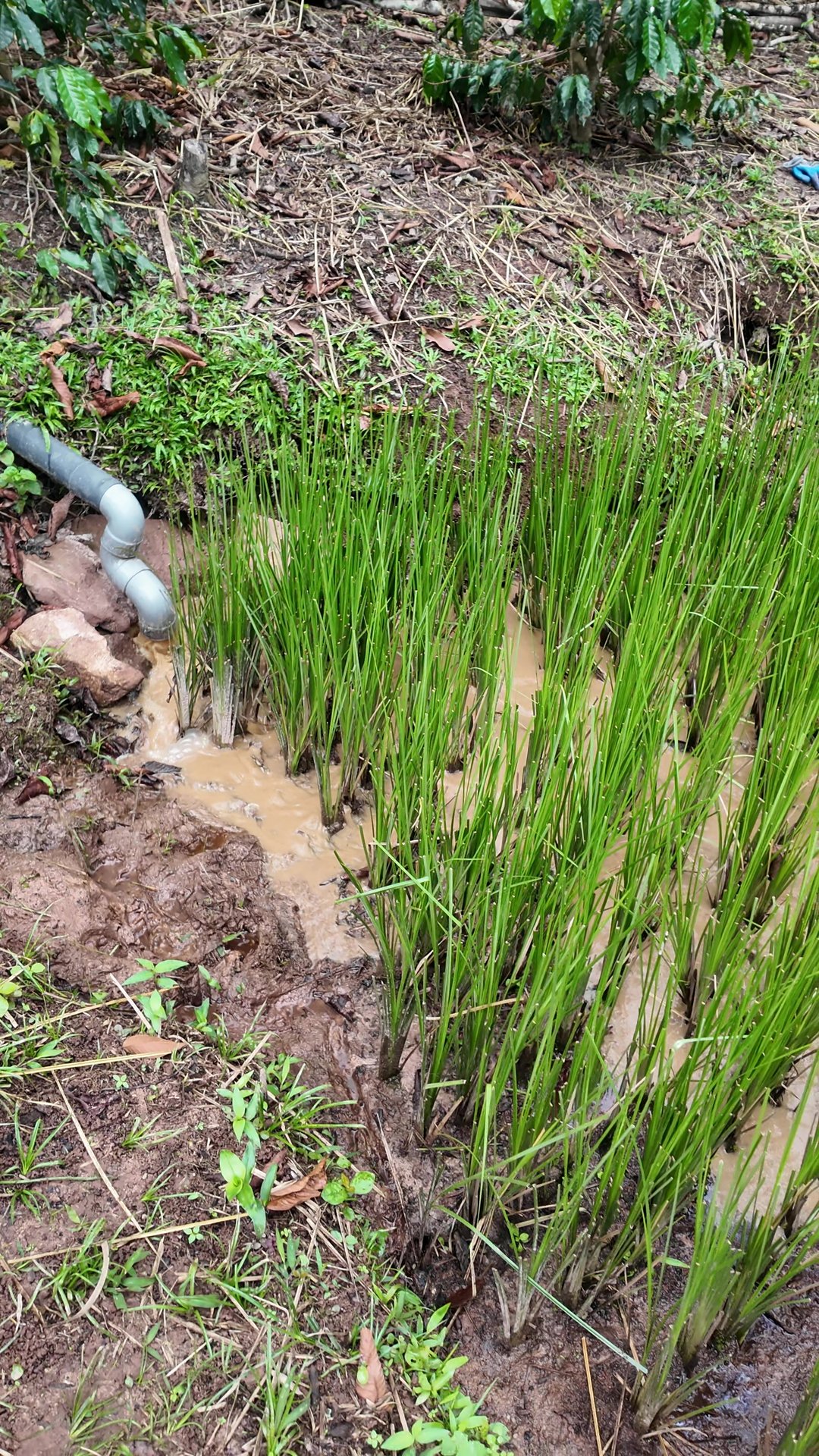 Pasto Vetiver