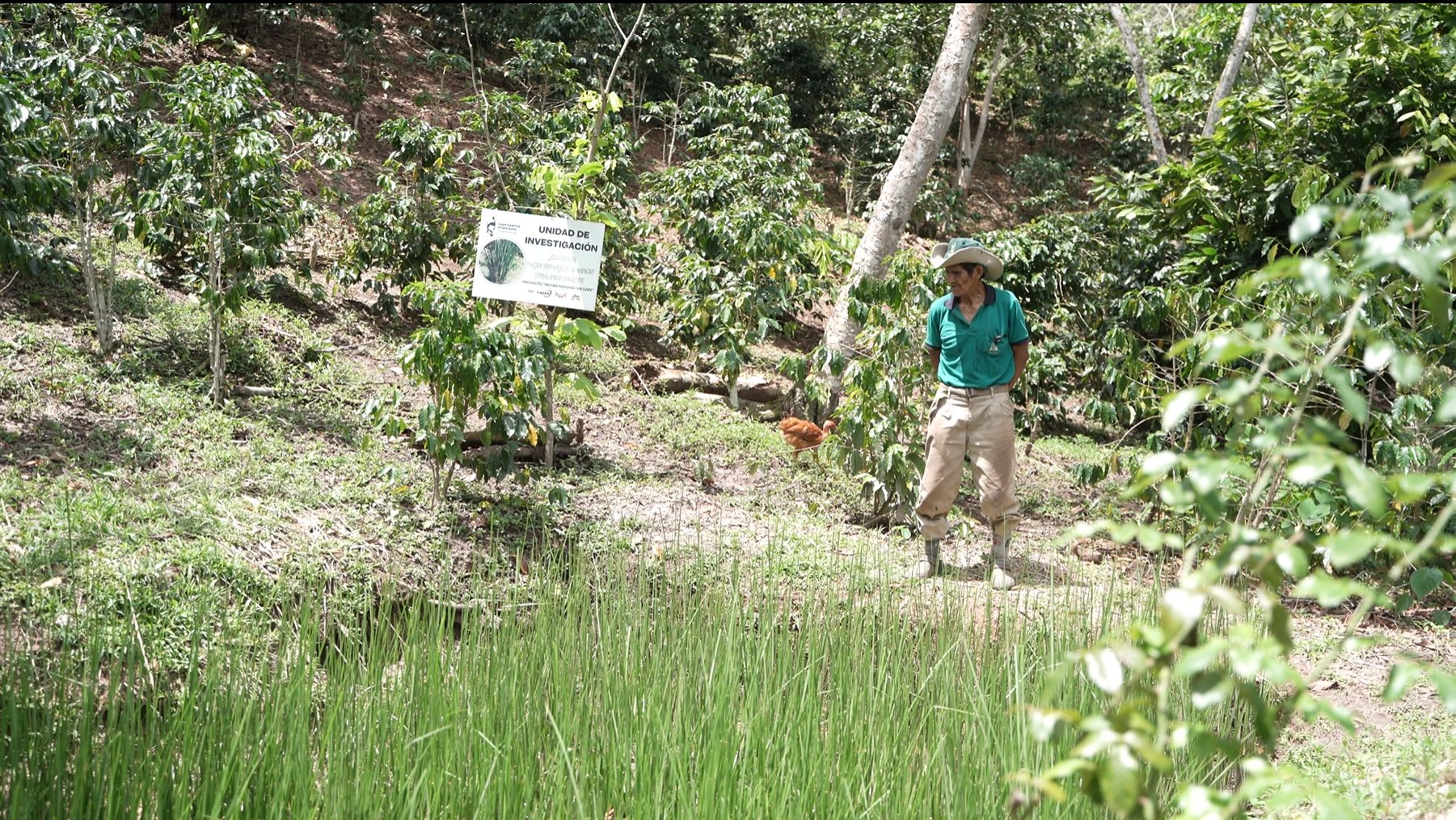 Barreras de vetiver instaladas en campo